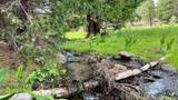 0 California Pines Boulevard - Photo 4