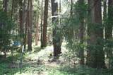 Lot 61 Starlite Pines Rd - Photo 14