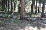 Lot 61 Starlite Pines Rd - Photo 5
