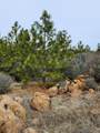 Lot 01 Woodcutters Way - Photo 4