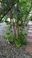 36766 Ca-299 E Highway - Photo 3