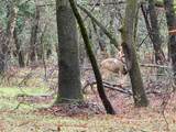 0000 E Fork Rd - Photo 74