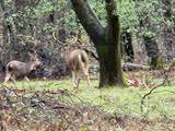 0000 E Fork Rd - Photo 75