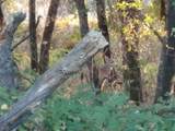 0000 E Fork Rd - Photo 77