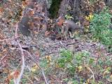 0000 E Fork Rd - Photo 78