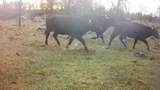 Lot 20 Ash Creek Road - Photo 5