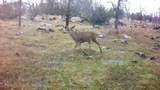 Lot 20 Ash Creek Road - Photo 7