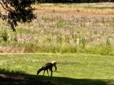 9312 Mountain Meadow Road - Photo 36