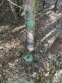  Emigrant Trail - Photo 7