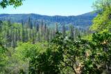 230 Shasta Springs Road - Photo 20