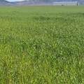 667-875 State Hwy 299 E - Photo 14