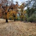 228 acres Old Bully Choop Road - Photo 10