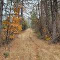 228 acres Old Bully Choop Road - Photo 14