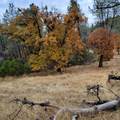 228 acres Old Bully Choop Road - Photo 16