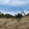 228 acres Old Bully Choop Road - Photo 19