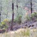 228 acres Old Bully Choop Road - Photo 20
