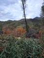 228 acres Old Bully Choop Road - Photo 32
