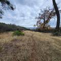 228 acres Old Bully Choop Road - Photo 35