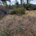 228 acres Old Bully Choop Road - Photo 37