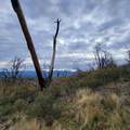 228 acres Old Bully Choop Road - Photo 38