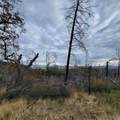 228 acres Old Bully Choop Road - Photo 40