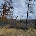228 acres Old Bully Choop Road - Photo 41