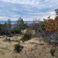 228 acres Old Bully Choop Road - Photo 45