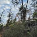 228 acres Old Bully Choop Road - Photo 52