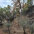 228 acres Old Bully Choop Road - Photo 53
