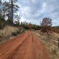 228 acres Old Bully Choop Road - Photo 55