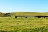  Rancho Tehama Road - Photo 7