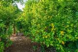 3197 Pinot Path - Photo 58