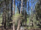 Lot 16 Arbor Lane - Photo 3