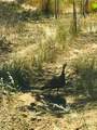 Lot 190 Straight Arrow Road - Photo 51