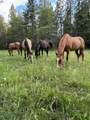 30726 Shingletown Ridge Road - Photo 82