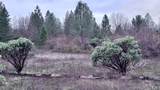  15.77 Acres, Dittman Road - Photo 11