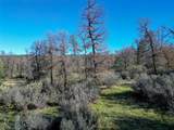  15.77 Acres, Dittman Road - Photo 17