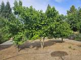 1615 Oak Street - Photo 23