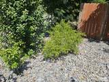 1615 Oak Street - Photo 49