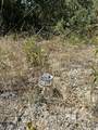 000 Sugar Pine Camp Road - Photo 11