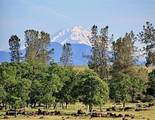 000 Aoudad Drive - Photo 2