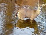 000 Aoudad Drive - Photo 24