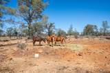 27655 Wildcat Road - Photo 41