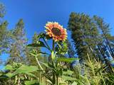 29276 Bullskin Ridge Road - Photo 80