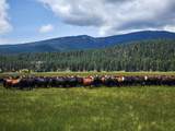 1827 Ball Mountain Little Shasta Road - Photo 116