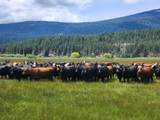 1827 Ball Mountain Little Shasta Road - Photo 117