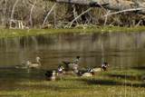 12321 Big Spgs Ests Boulevard - Photo 40