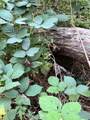  Waterleaf Lane - Photo 40