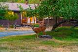 61 Chief George - Photo 87