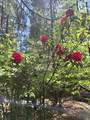 35419 Bethany Way - Photo 88